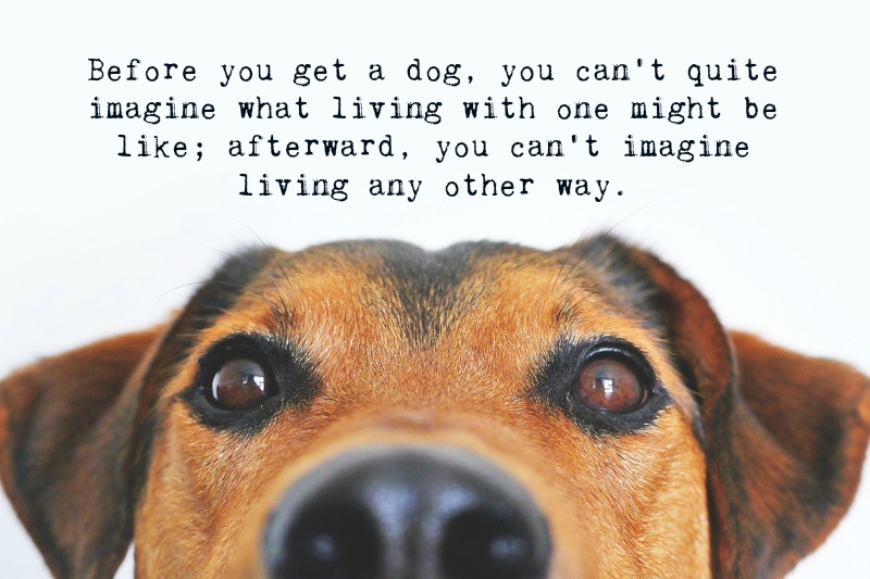 Meaningful Quotes About Dogs