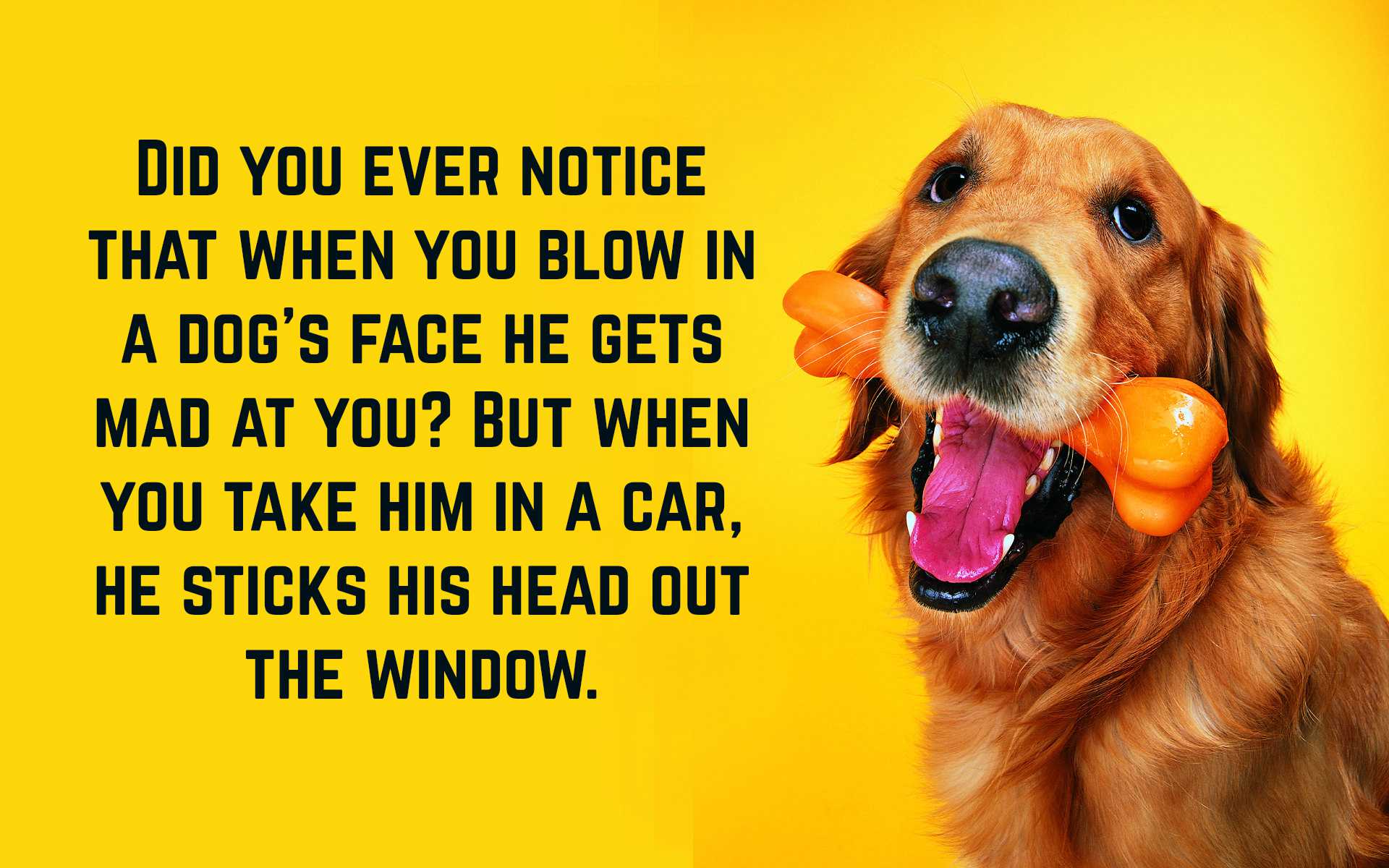 Dog Quotes Funny