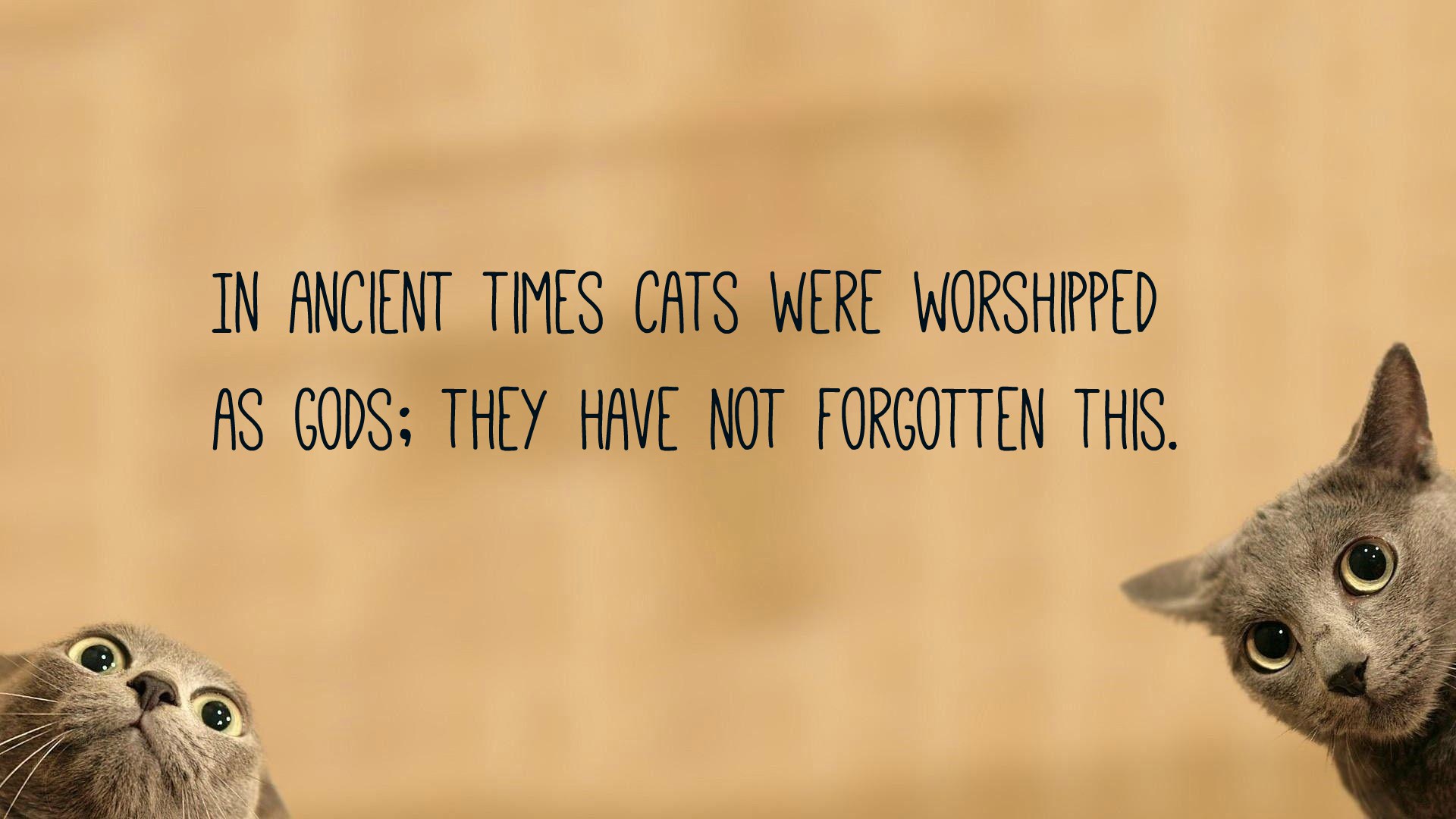 Cat Quotes