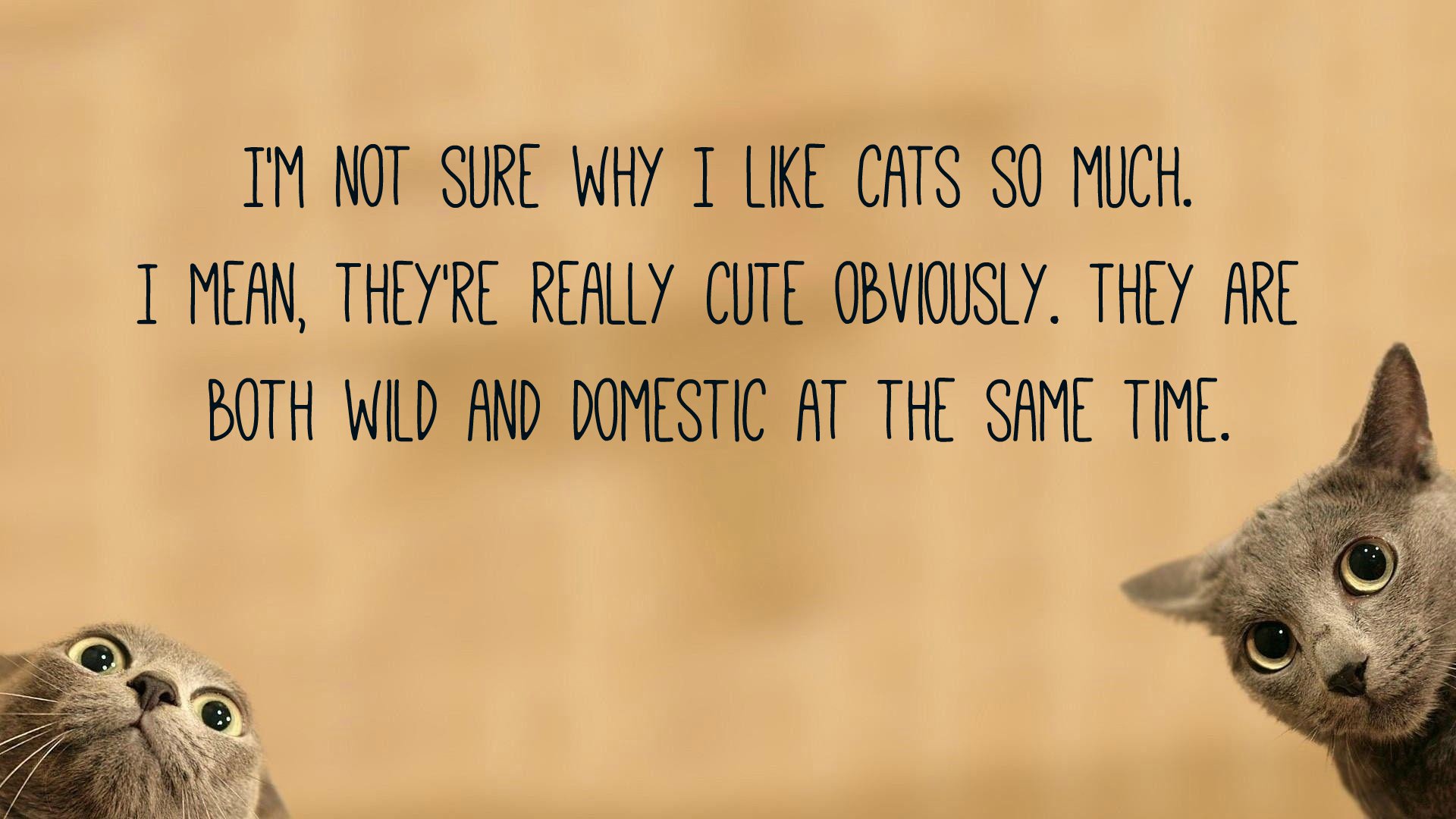 Cat Quotes