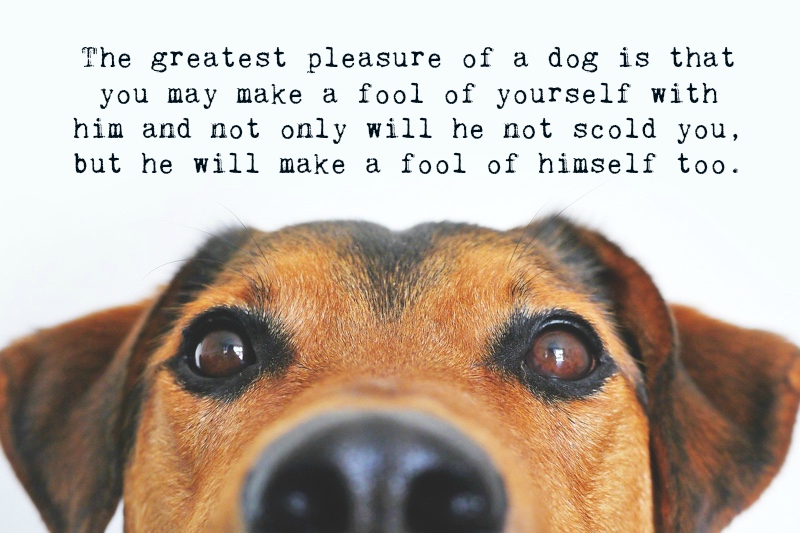 Dog Quotes