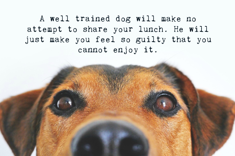 Dog Quotes