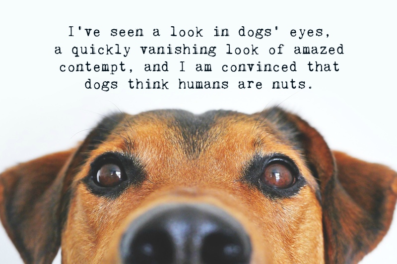 Dog Quotes