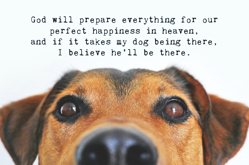 Dog Quotes