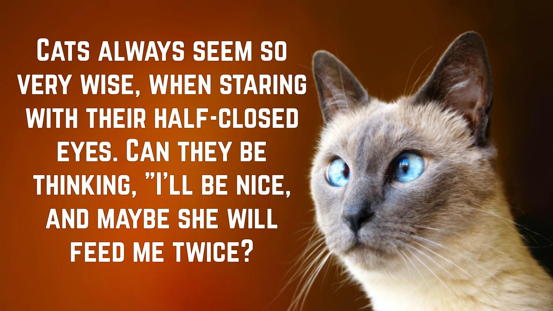 Funny Cat Quotes