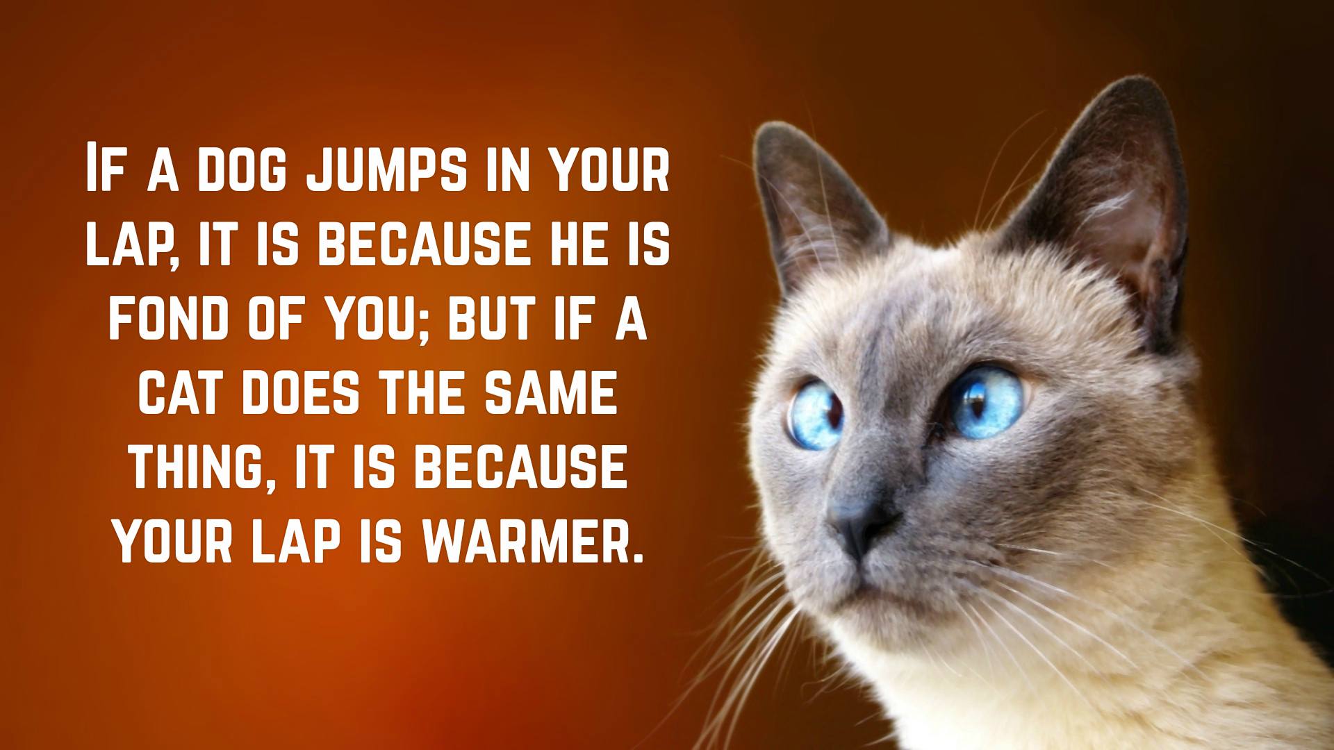 Funny Cat Quotes