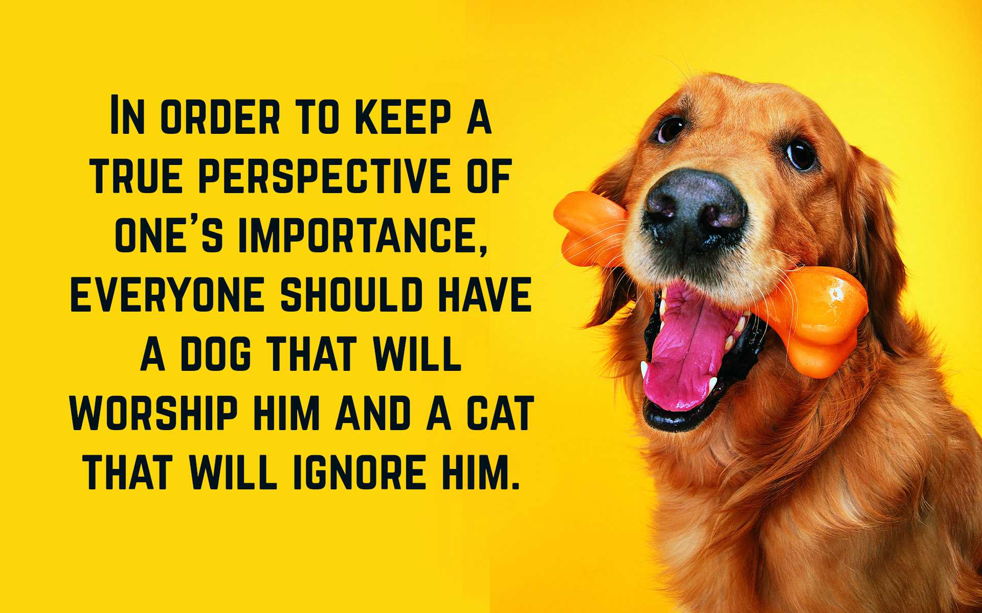 Funny Dog Quotes Text Image Quotes QuoteReel funny-dog-quotes-text-image-quotes-quotereel