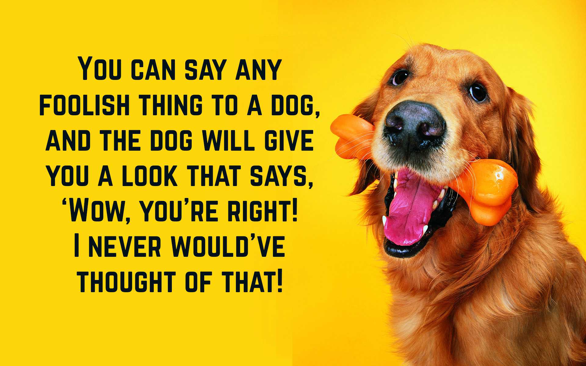 Funny Dog Quotes