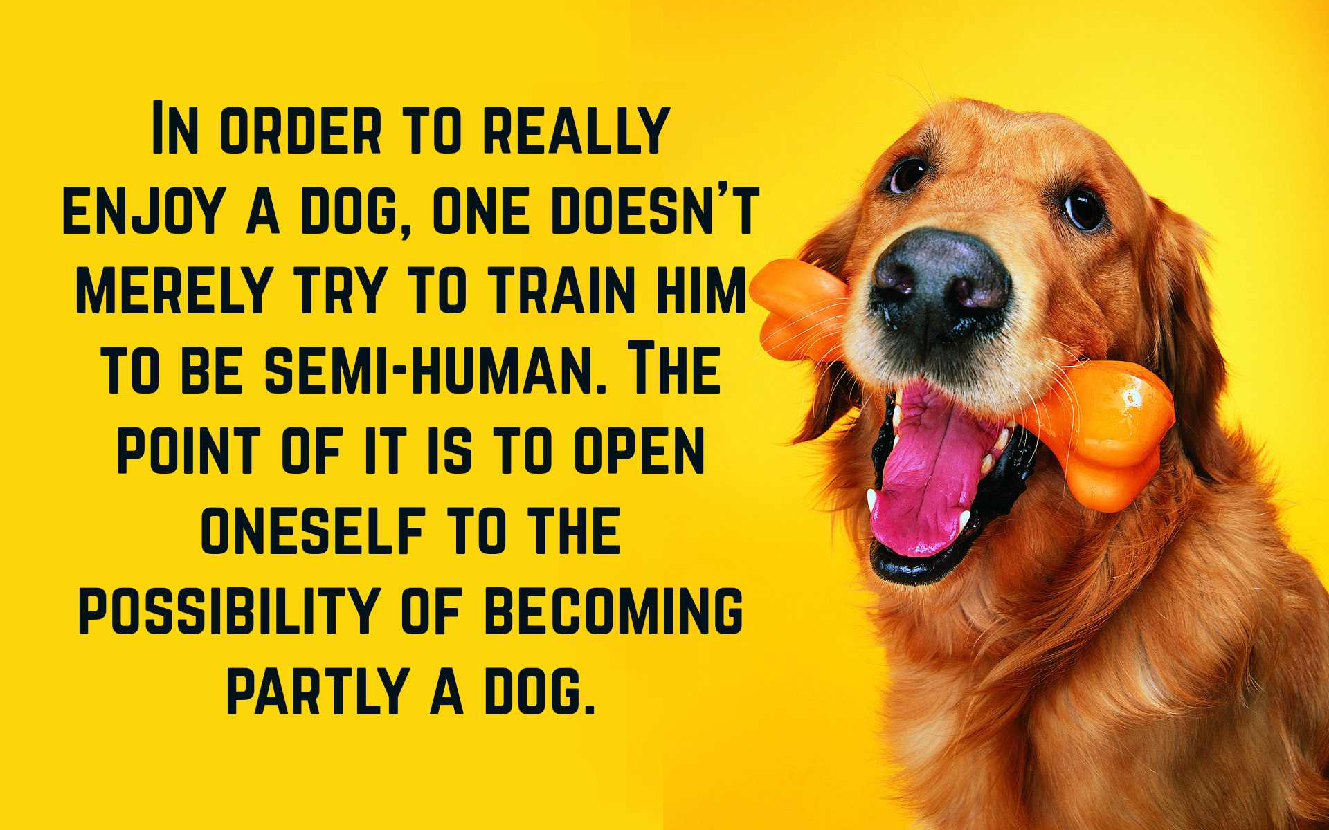 Funny Dog Quotes