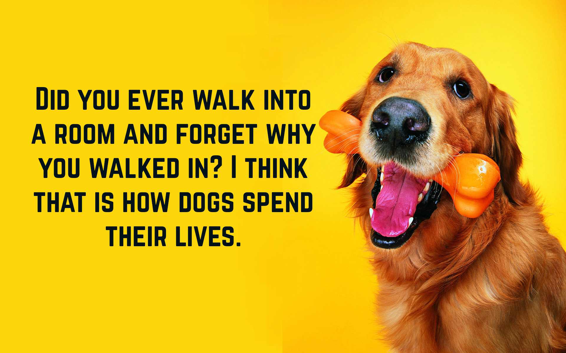 Funny Dog Quotes